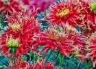 USA, Oregon. Dahlias in summer bloom. Art Print